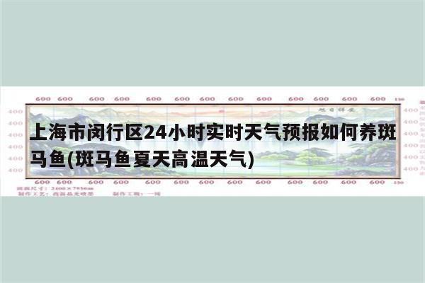 上海市闵行区24小时实时天气预报如何养斑马鱼(斑马鱼夏天高温天气)